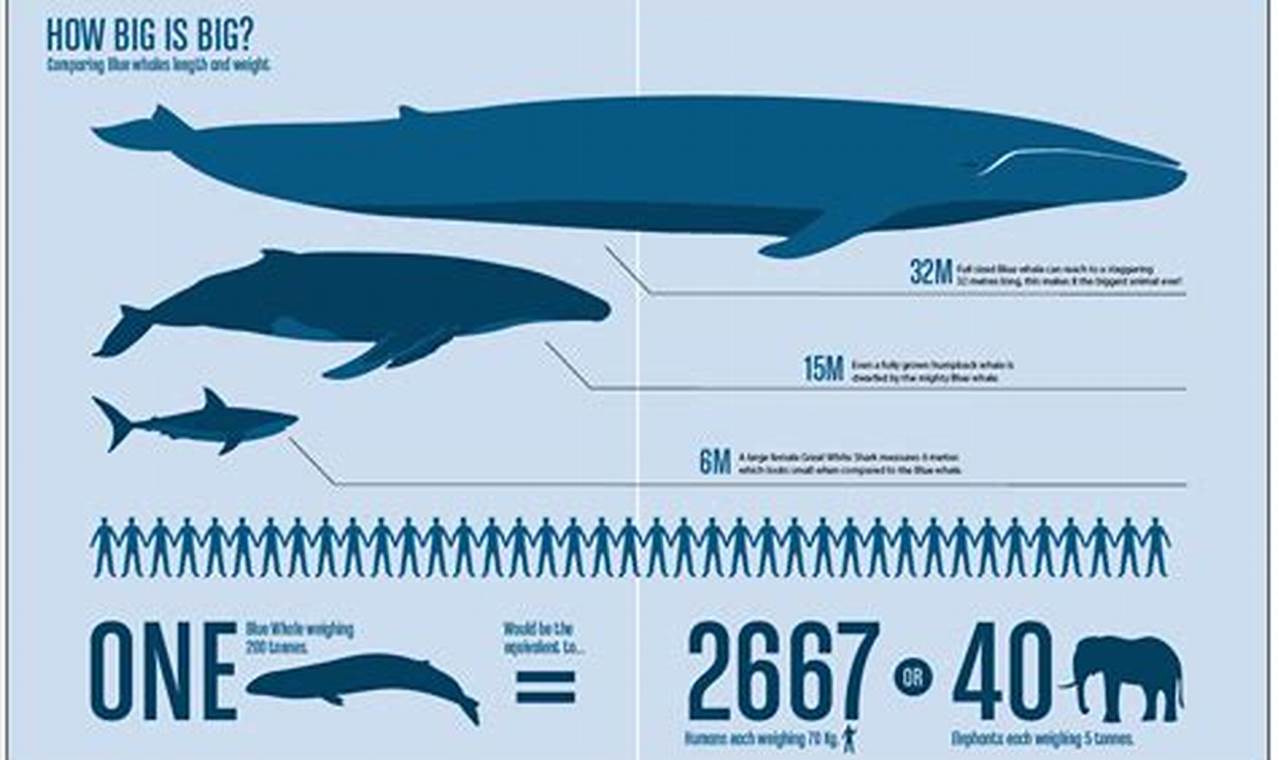 How Many Blue Whales Are Left In The World 2024