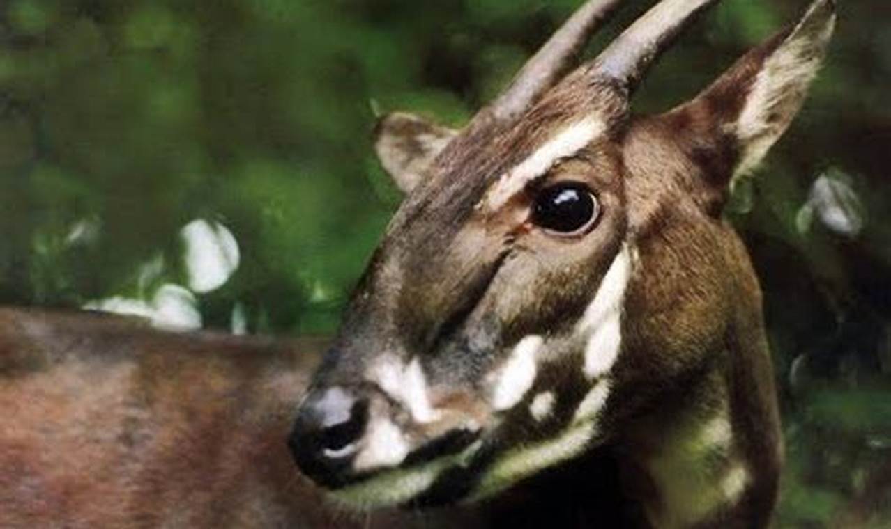 How Many Saola Are Left In The World 2024