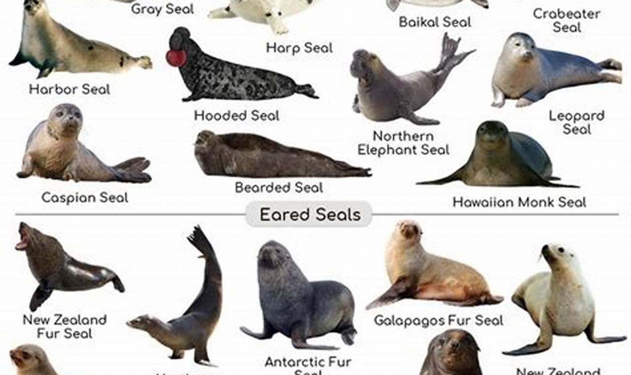 How Many Sea Lions Are There