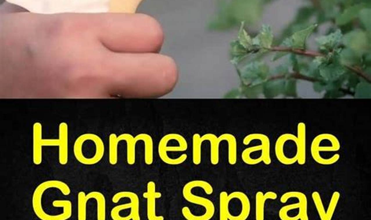 How To Get Rid Of Gnats In Plants