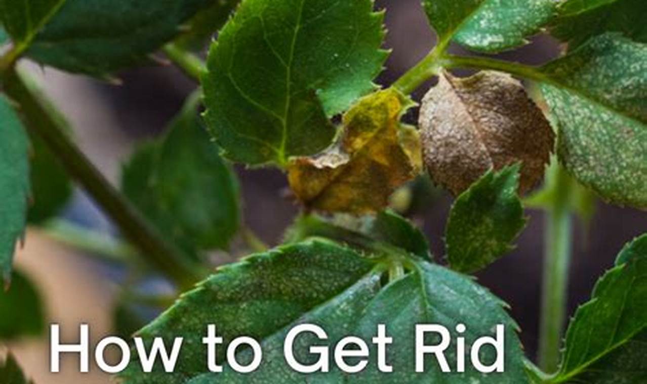 How To Get Rid Of Spider Mites On Indoor Plants
