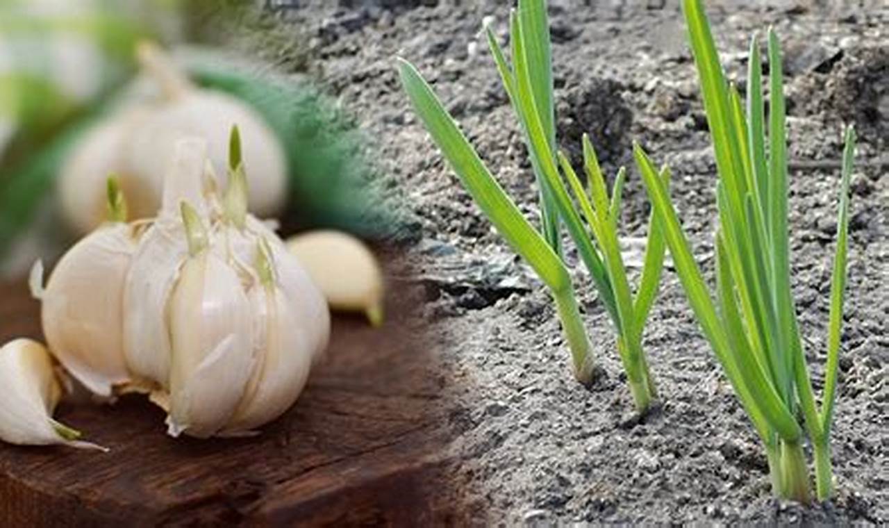 How To Plant Garlic Cloves