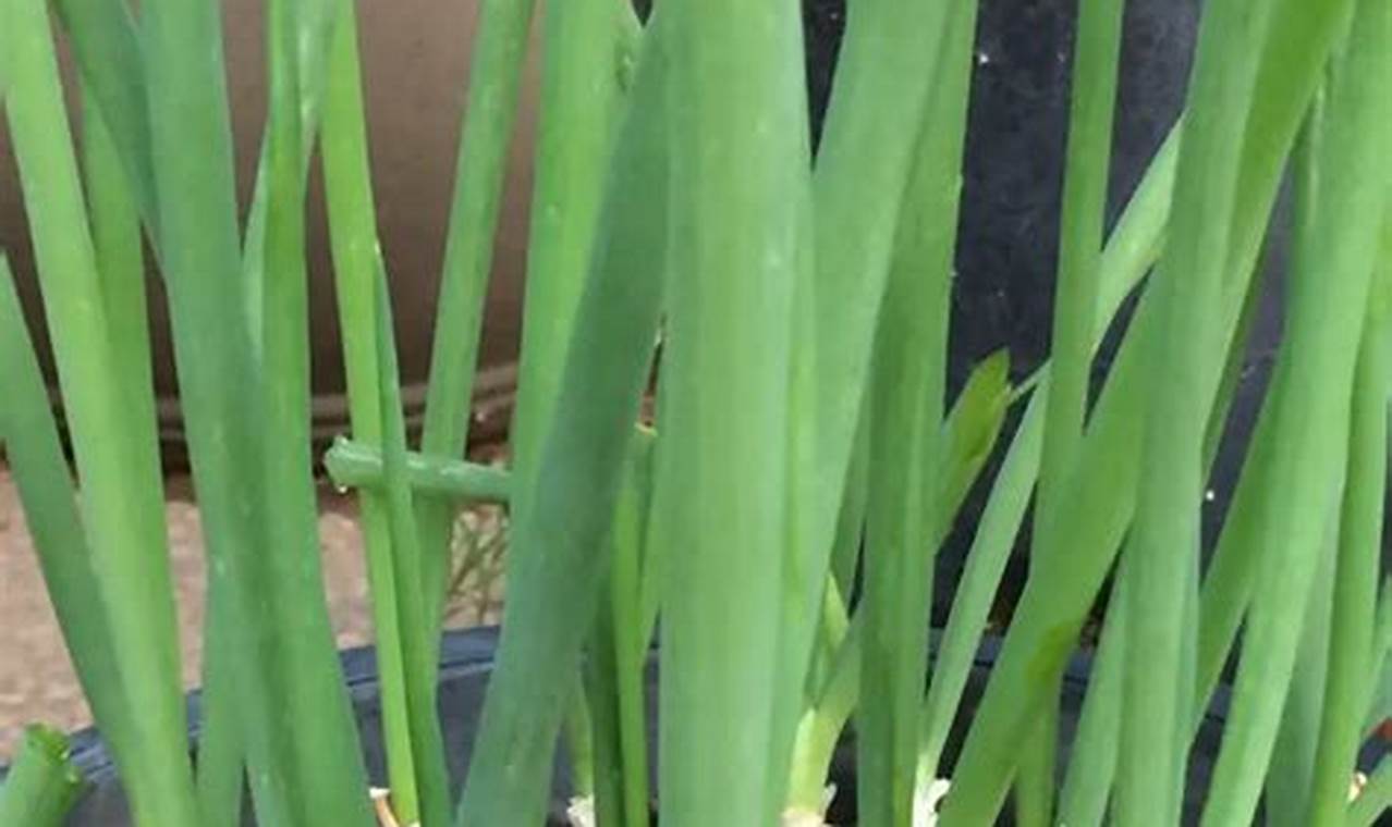 How To Plant Green Onions