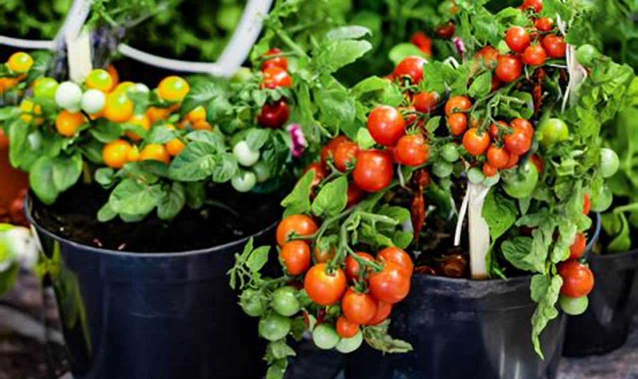 How To Plant Tomatoes In A Pot