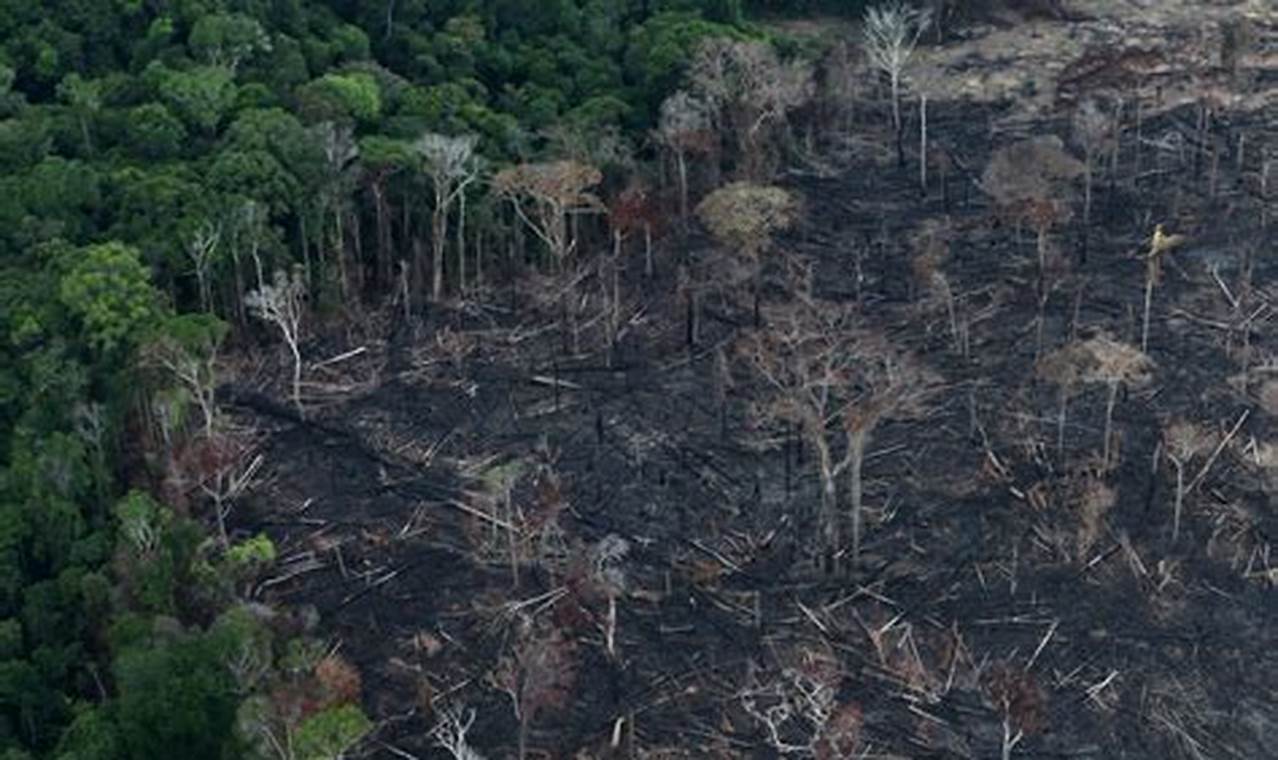 How To Solve Amazon Rainforest Deforestation