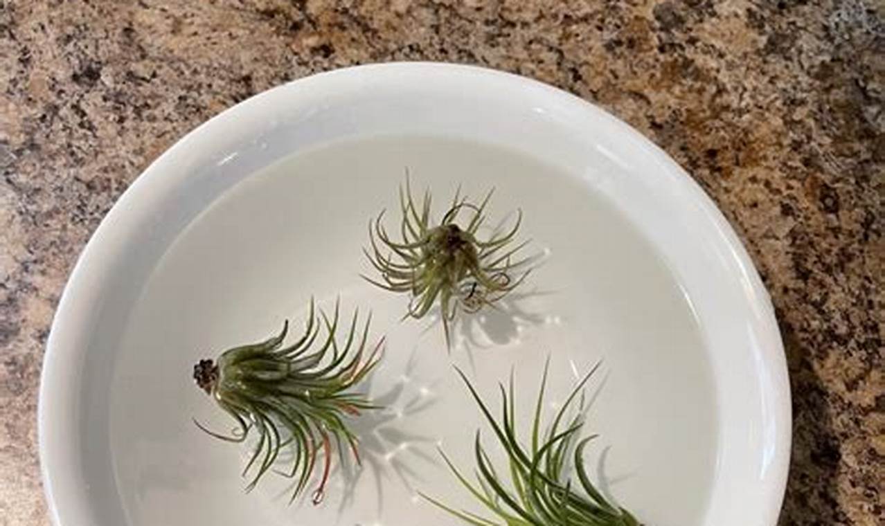 How To Water Air Plants