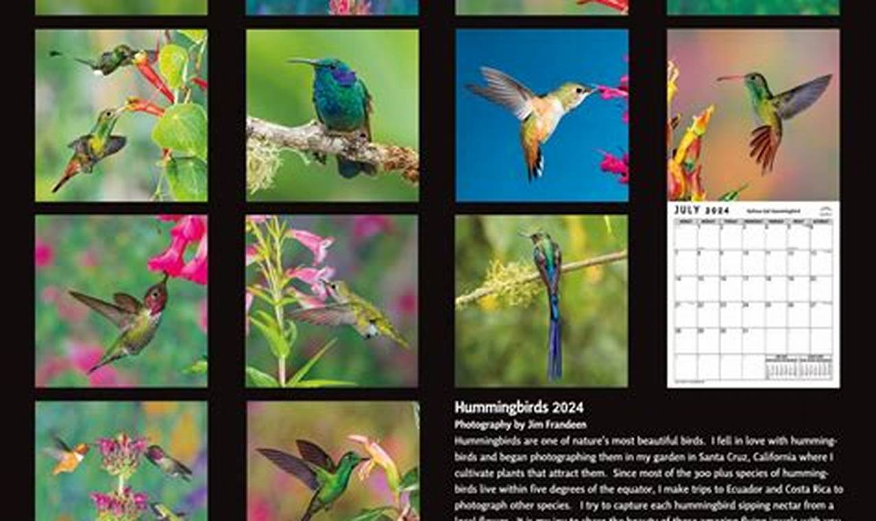 Hummingbirds 2024 Calendar Calculator Using