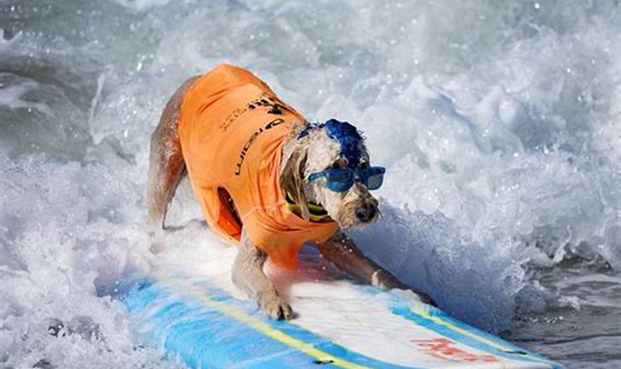 Huntington Beach Dog Surfing 2024 Schedule