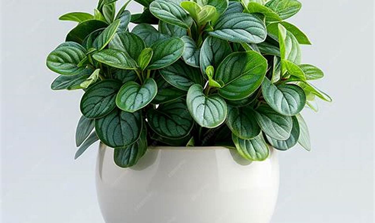 Terungkap! Dekorasi Ruangan Cantik dan Sehat dengan Peperomia