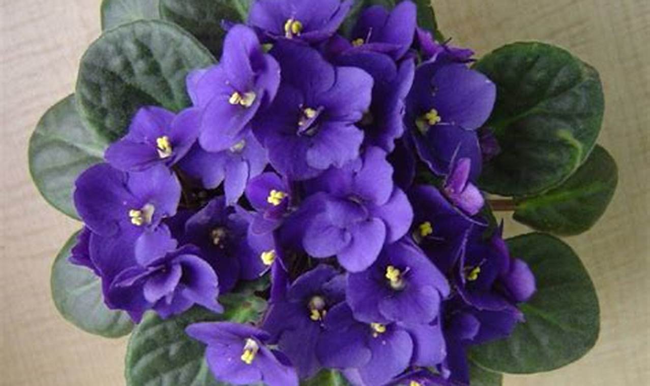 Kreasikan Dekorasi Menawan dengan Bunga Violet