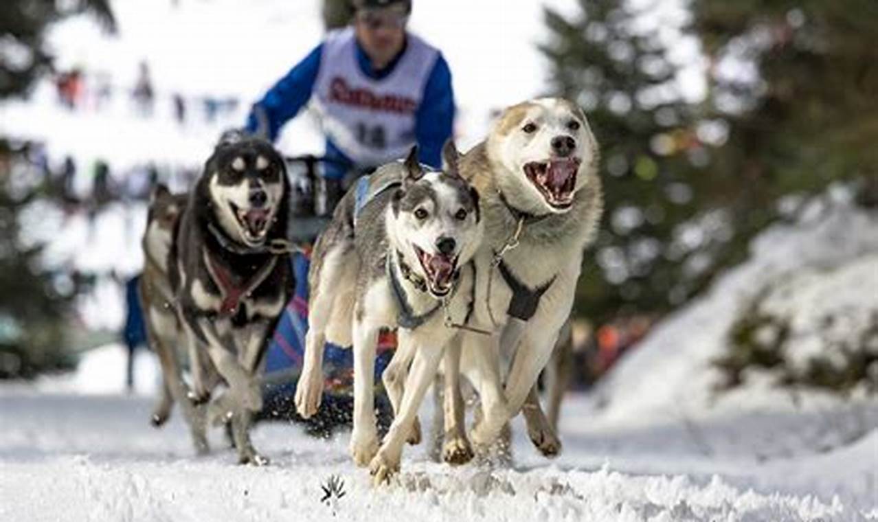 Iditarod Sled Dog Race 2024