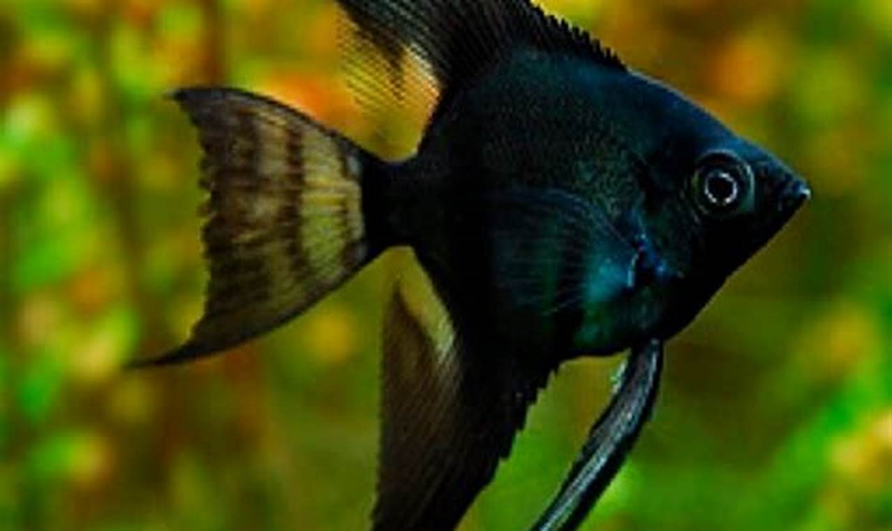 Rahasia Menakjubkan Ikan Angelfish: Panduan Lengkap untuk Pemeliharaan dan Keindahan Akuarium Anda