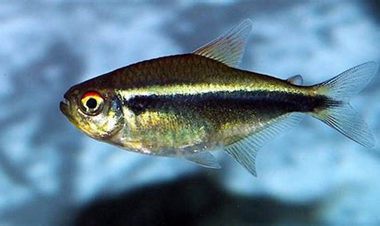 Rahasia Ikan Black Neon Tetra: Warna Cemerlang, Perilaku Menarik, dan Tips Perawatan Terbaik