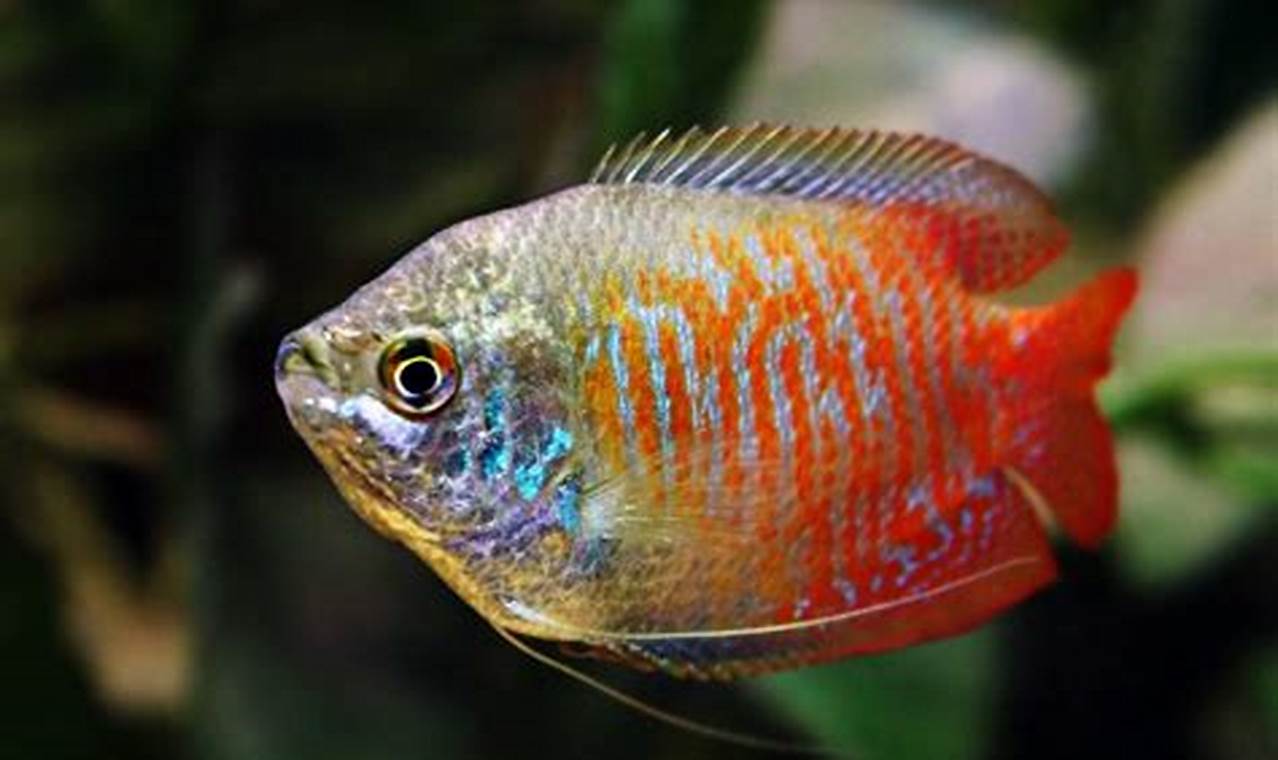 Panduan Lengkap Ikan Dwarf Gourami: Ukuran, Warna, Temperamen, dan Rahasia Merawatnya