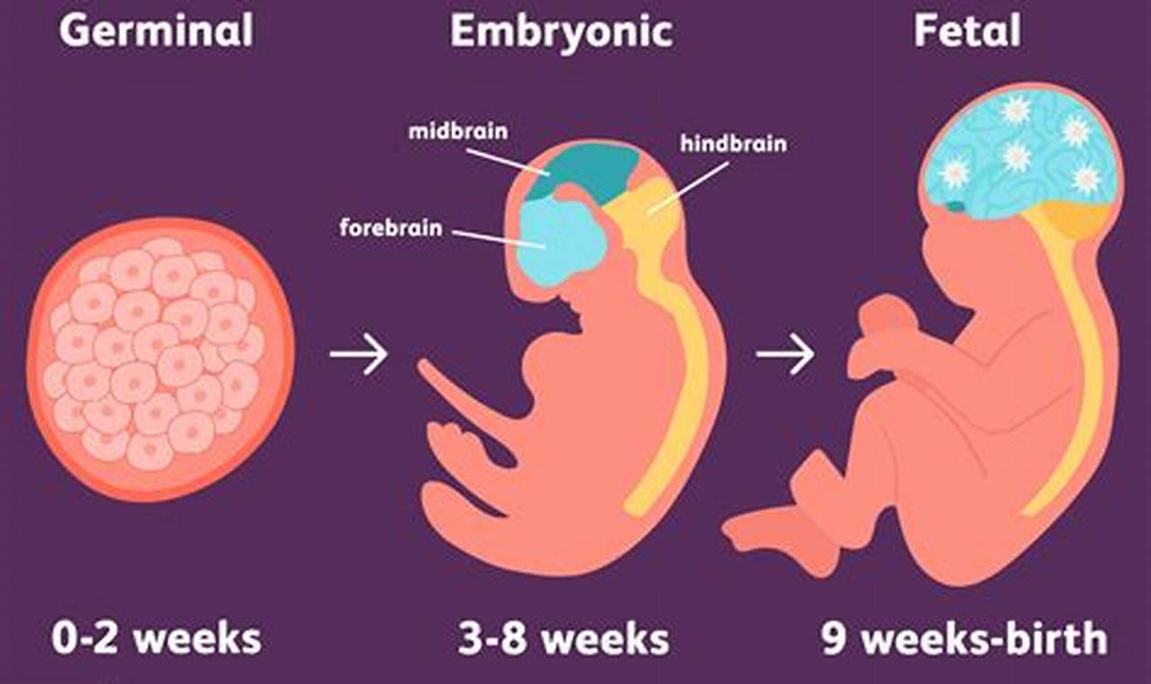 Impact on baby's development: prenatal bonding