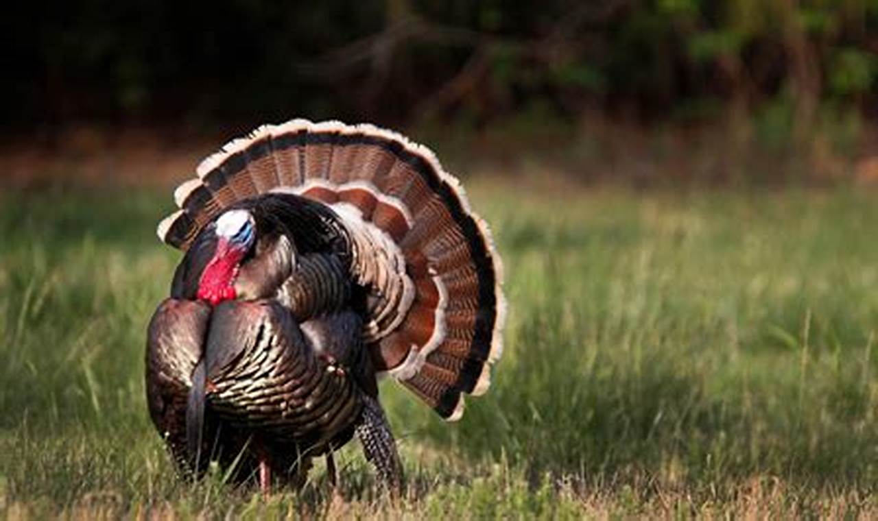 Indiana Spring Turkey Season 2024