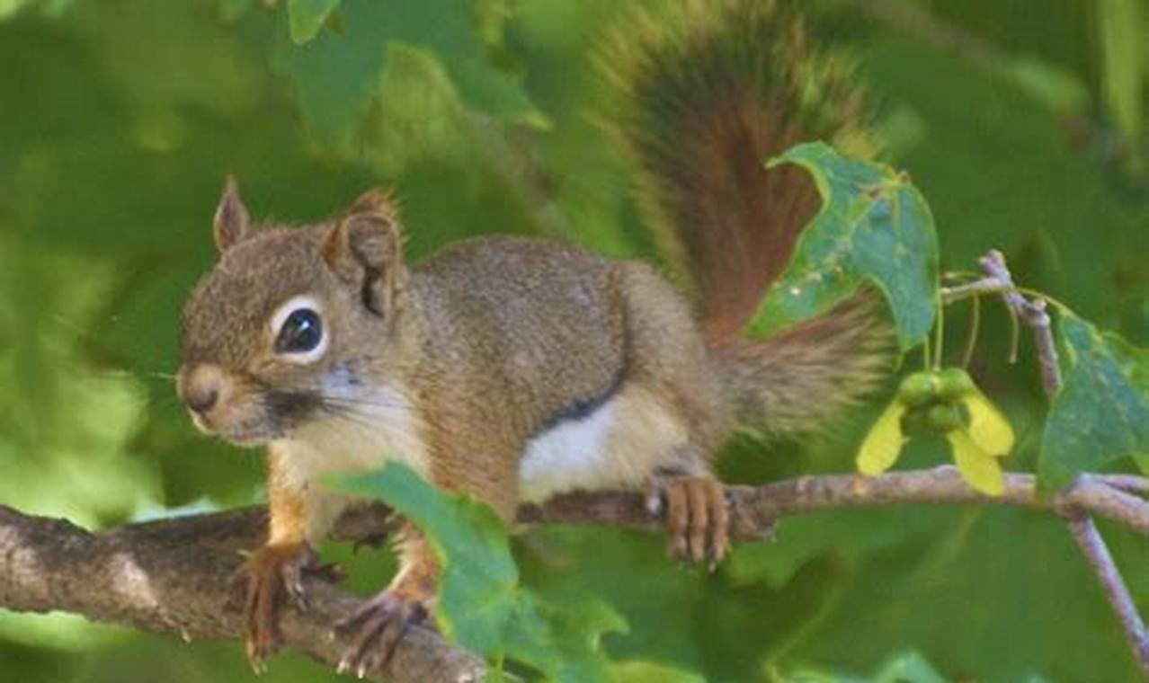 Indiana Squirrel Season 2024