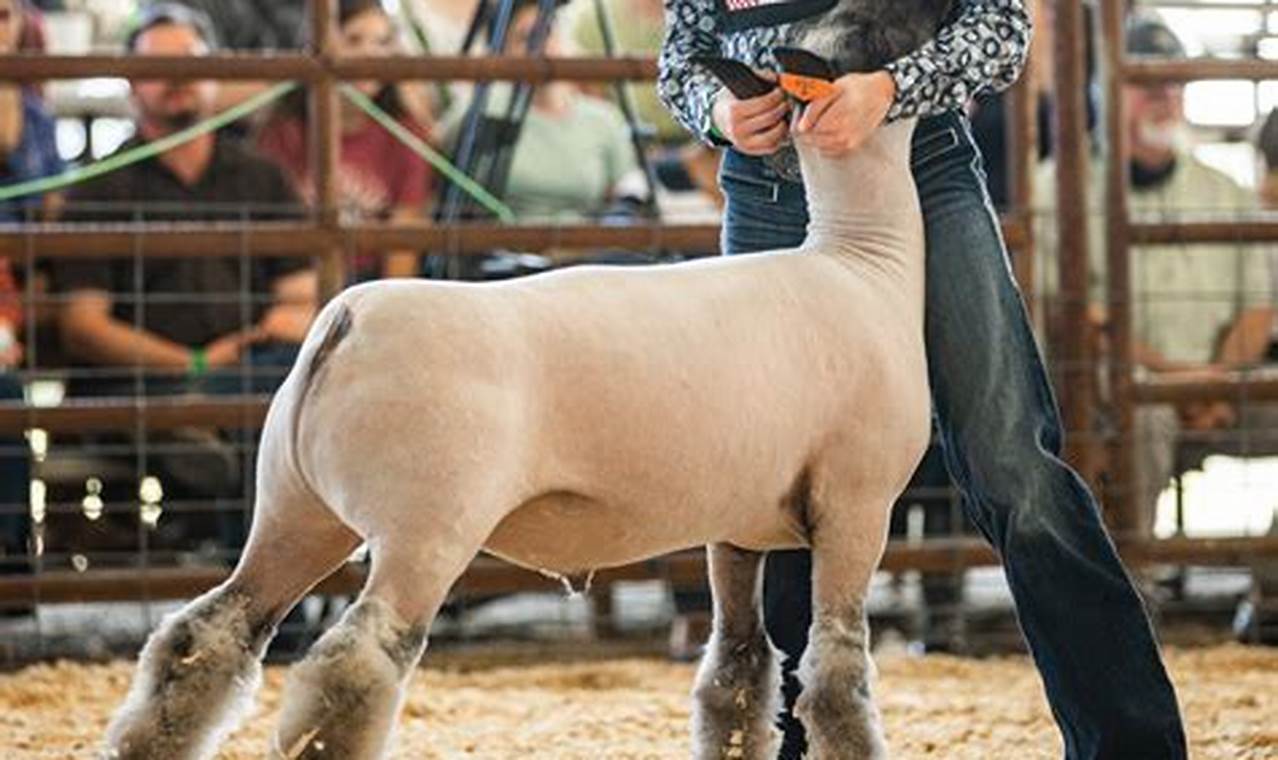 Indiana State Fair 2024 Sheep Show Schedule