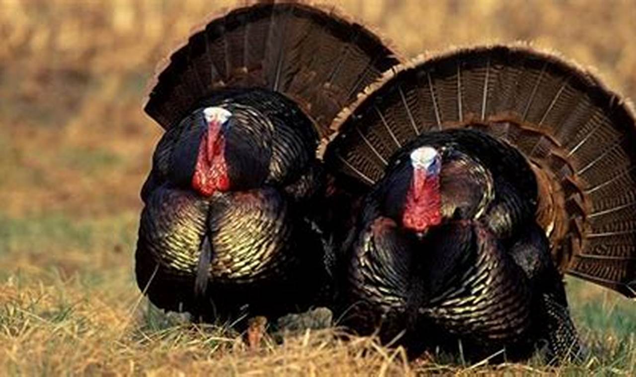Indiana Turkey Season 2024 Fall