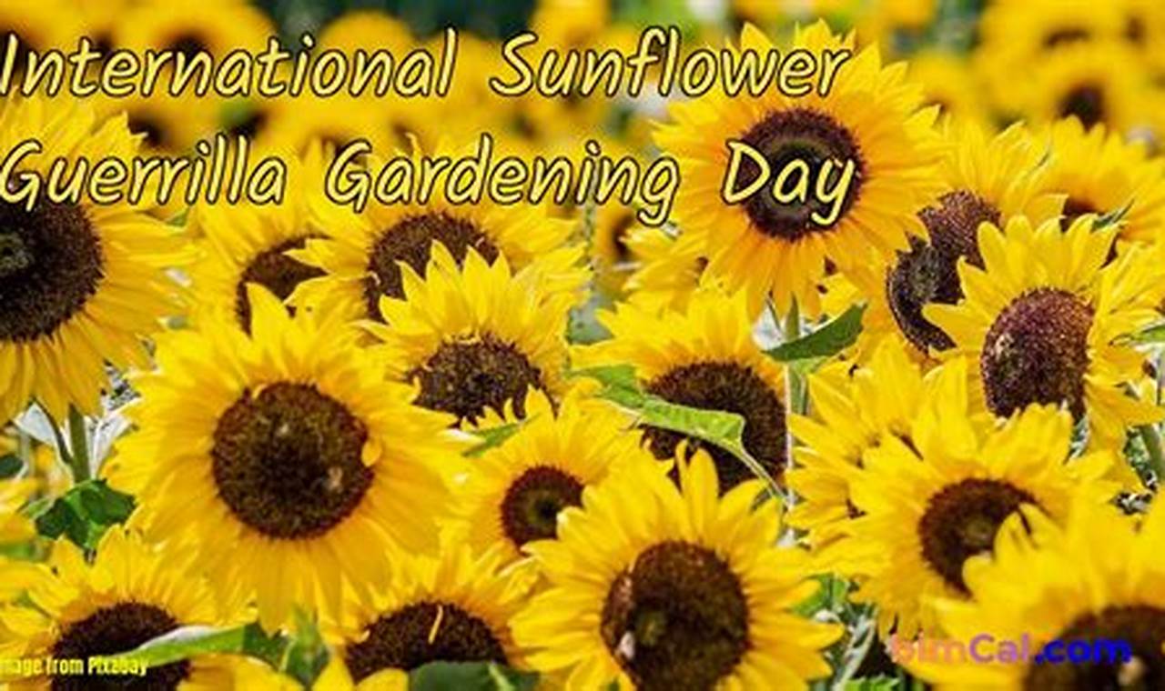 International Sunflower Day 2024