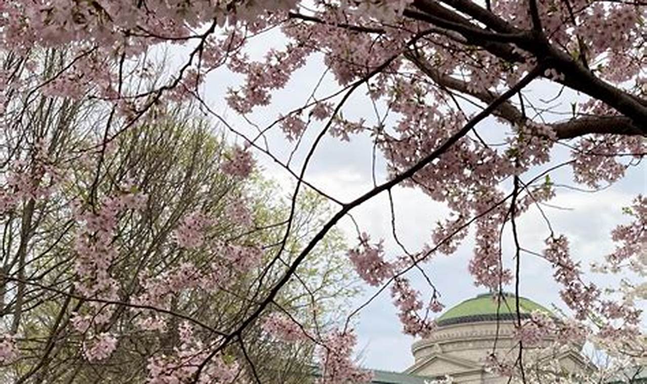 Jackson Park Cherry Blossoms 2024