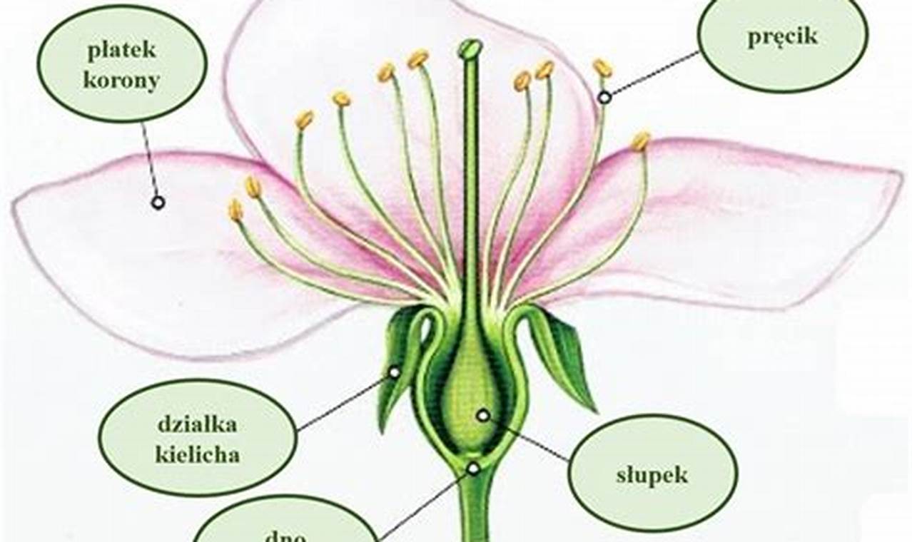 Jakie Rośliny Nazywamy Epifitami Podaj Przykład Takiej Rośliny