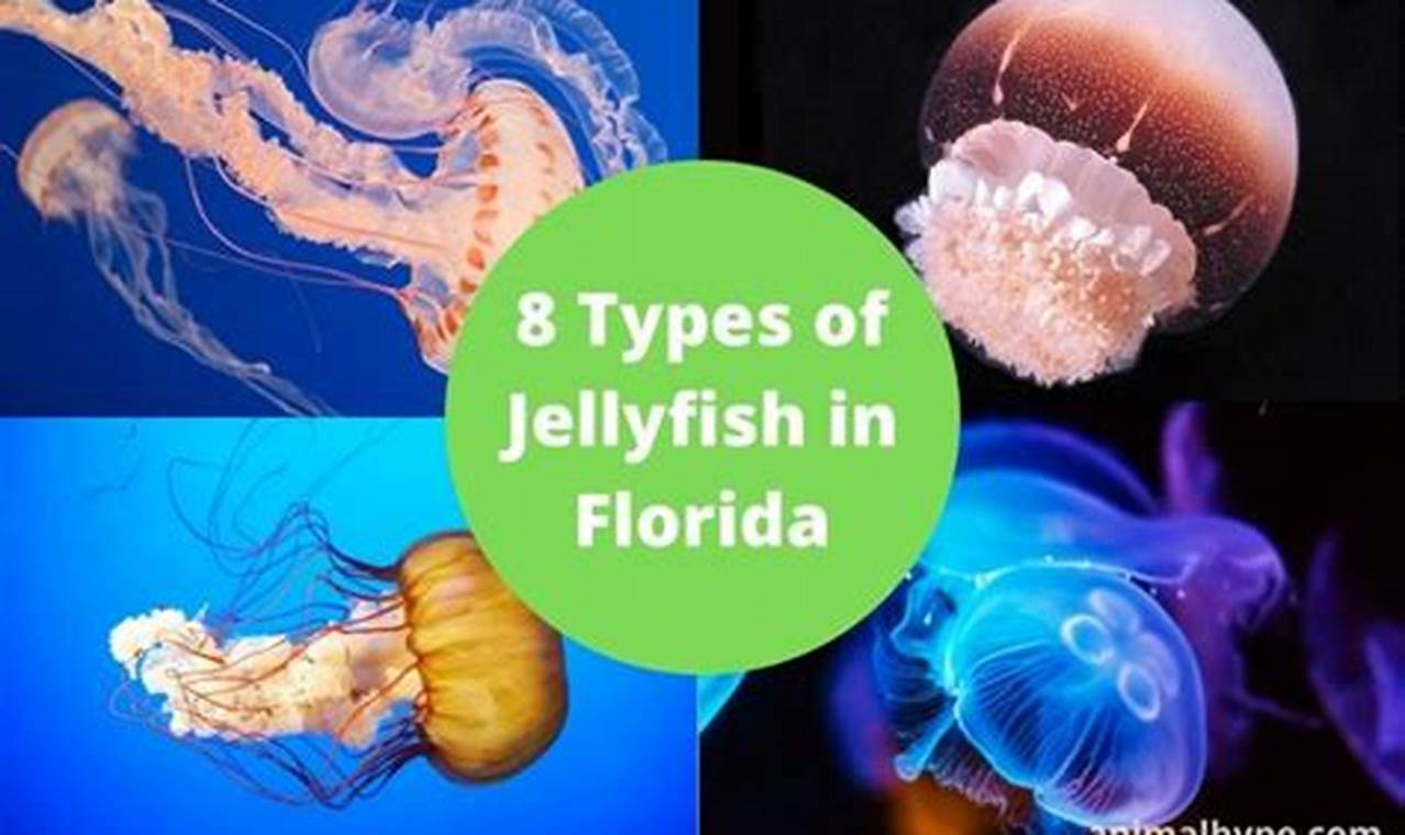 Jellyfish In Florida 2024