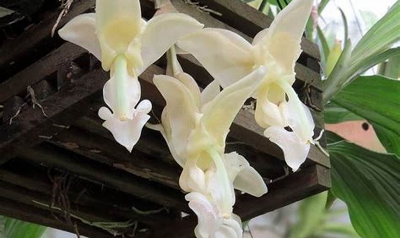 Bunga Anggrek Stanhopea: Pesona Unik dari Hutan Tropis