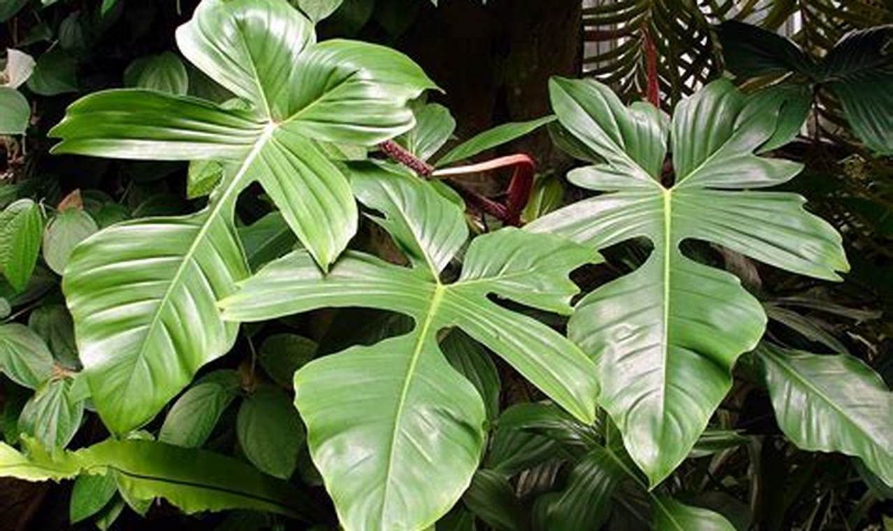 Pesona Ragam Jenis Philodendron: Temukan Rahasia Keindahan Daun Berlubang