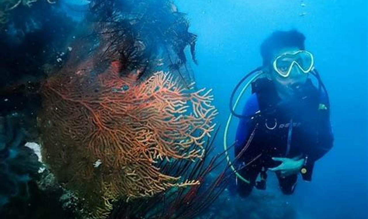 Keindahan Bawah Laut Tersembunyi: 10 Destinasi Diving Terbaik untuk Penyelam Profesional!