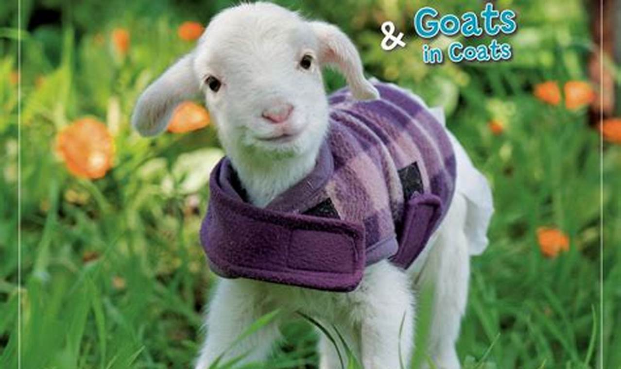 Lambies In Jammies Calendar 2024 Calendar