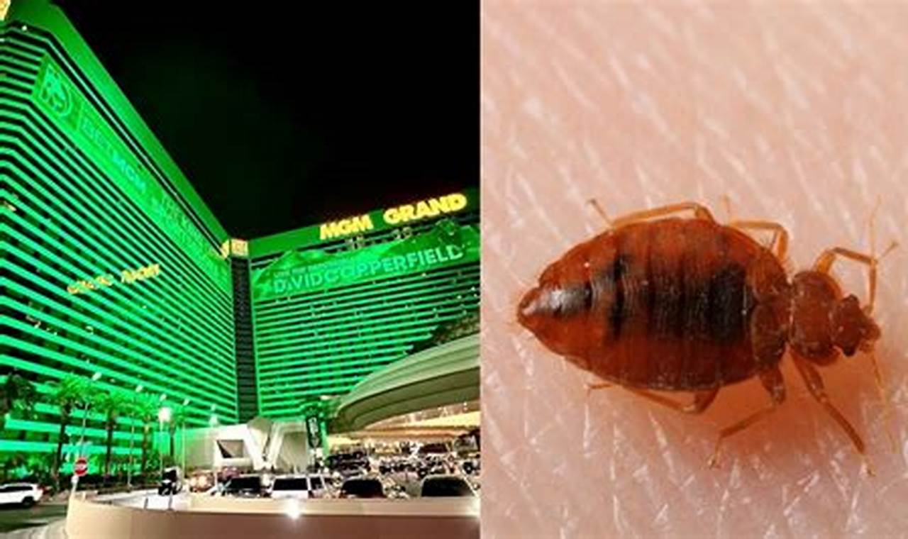 Las Vegas Bed Bugs Hotels 2024