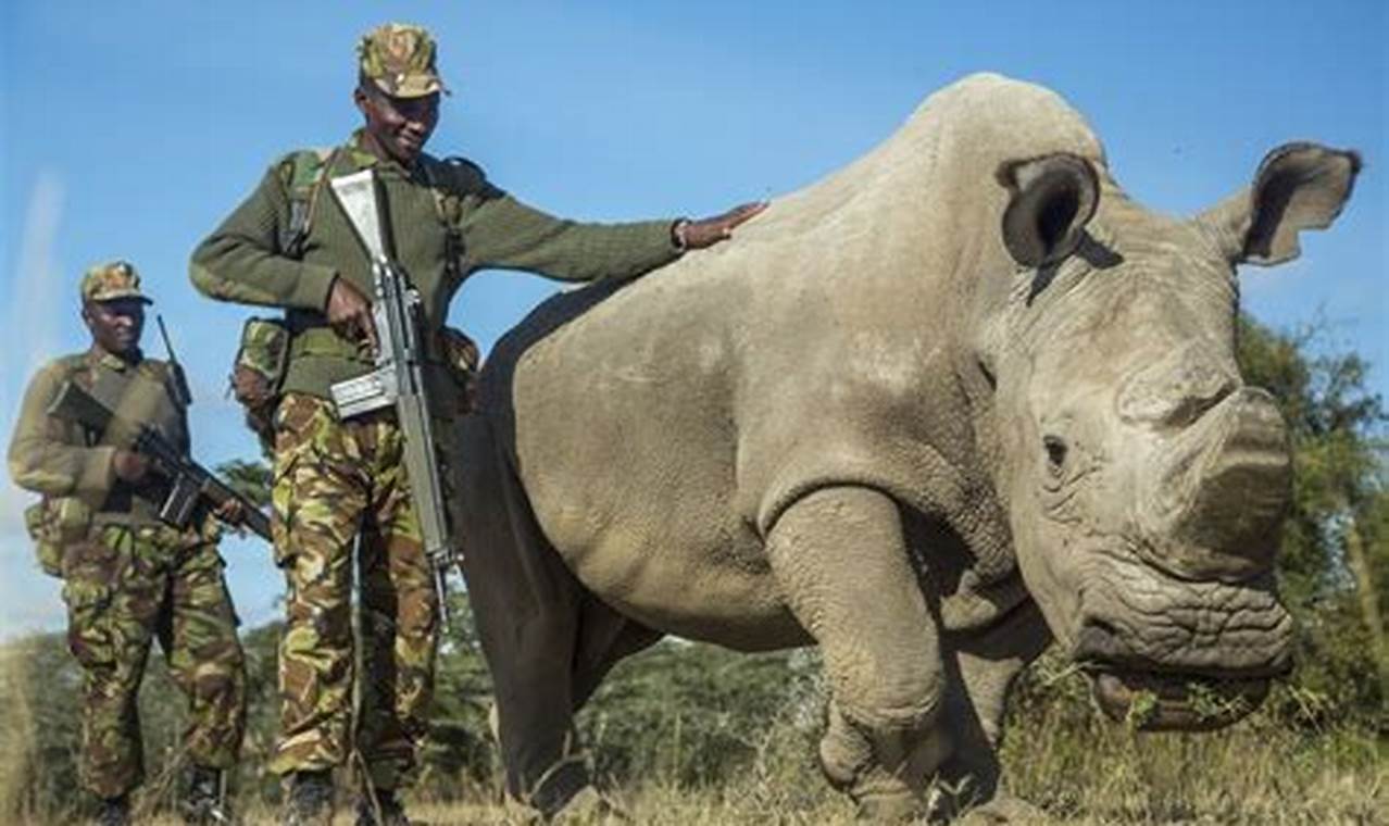 Last Rhino Dies 2024