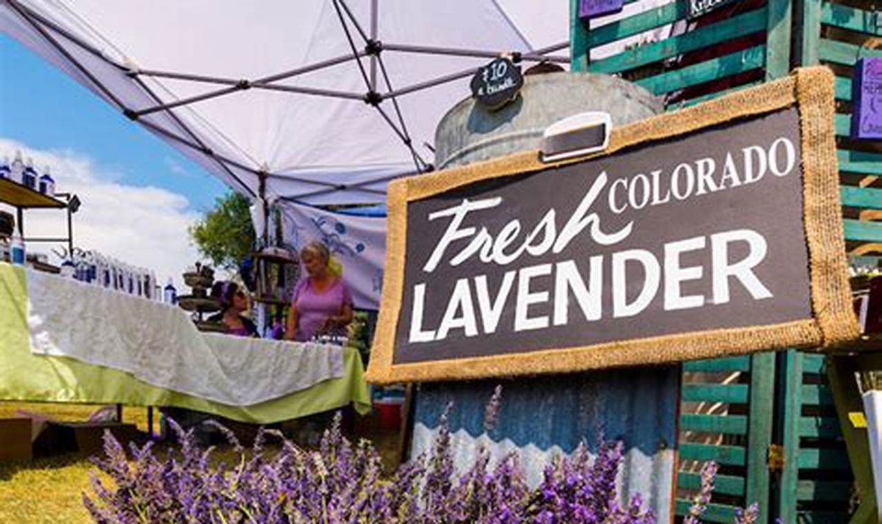 Lavender Festival 2024 California