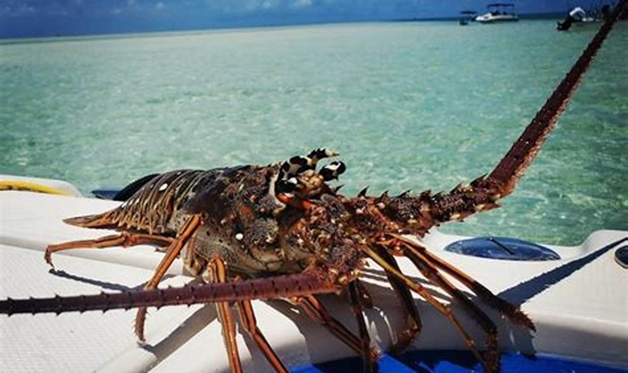 Lobster Mini Season 2024 Florida