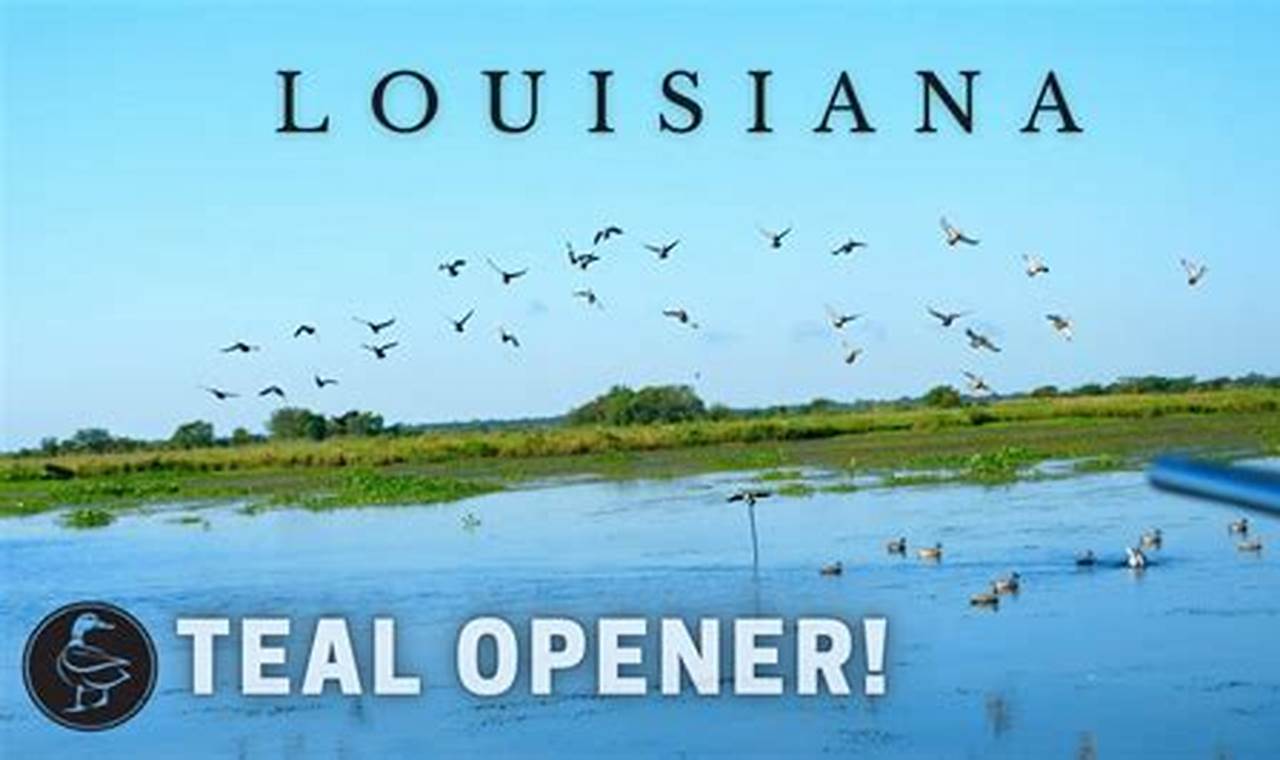 Louisiana Teal Season 2024