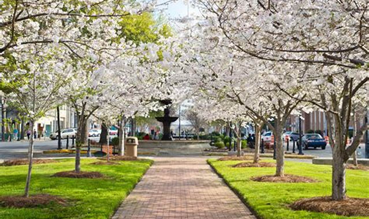 Macon Georgia Cherry Blossom Festival 2024
