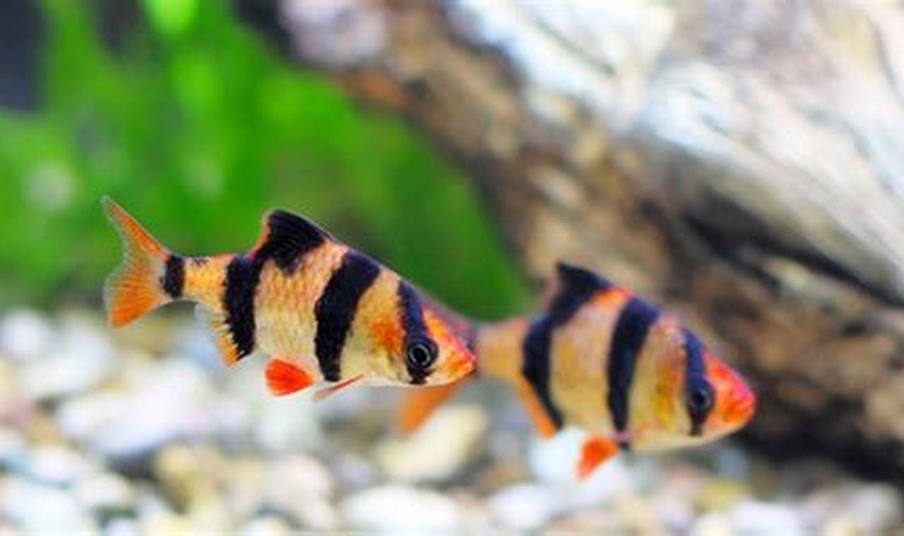 Rahasia Makanan Ikan Tiger Barb untuk Kesehatan dan Kebahagiaan Mereka yang Optimal