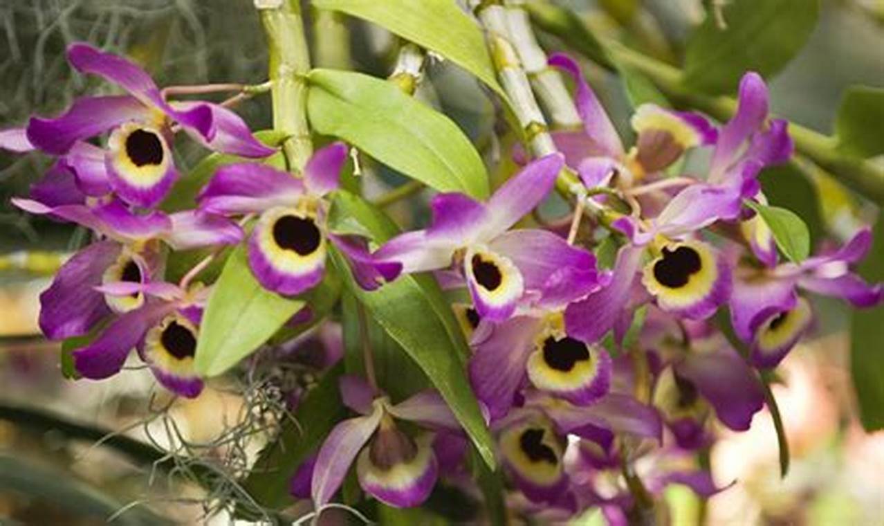 Rahasia Mengatasi Masalah Umum pada Anggrek Dendrobium: Panduan Lengkap
