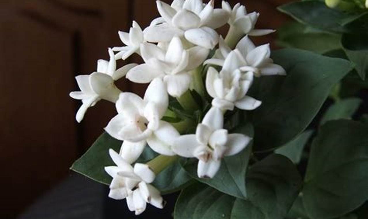 Rahasia Mengatasi Masalah Bunga Bouvardia, Bunga Cantik yang Menawan