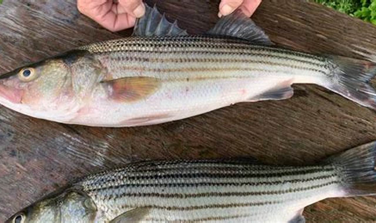 Md Sea Bass Regulations 2024