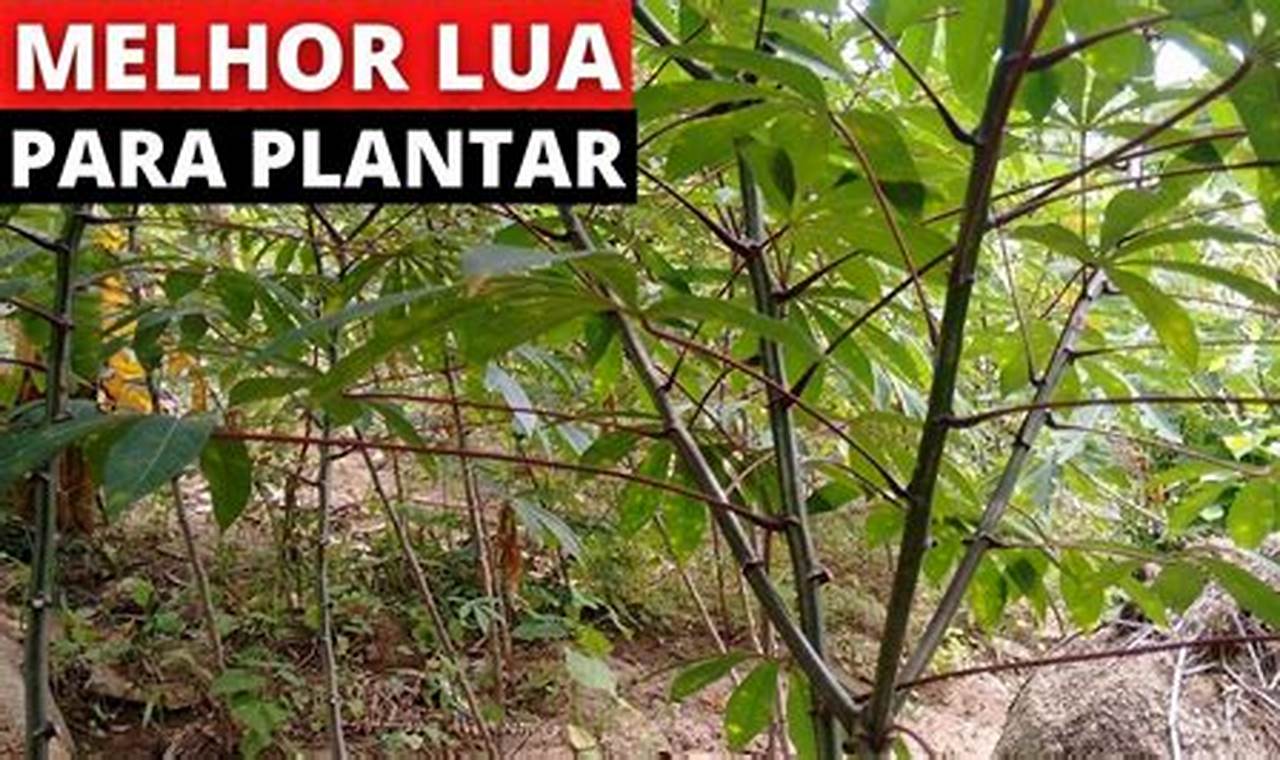 Melhor Fase Da Lua Para Plantar Mandioca