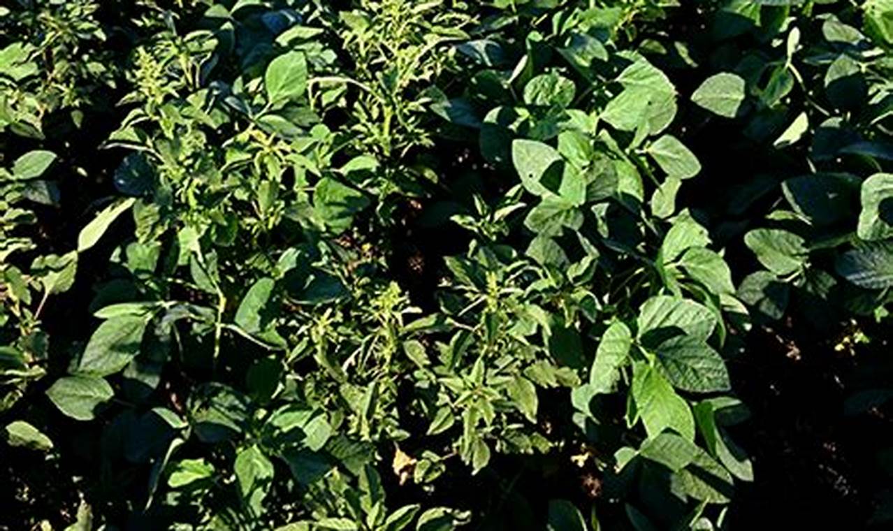 Rahasia Menanam Amarantus di Pot, Temukan Cara Mudah Panen Sayuran Segar