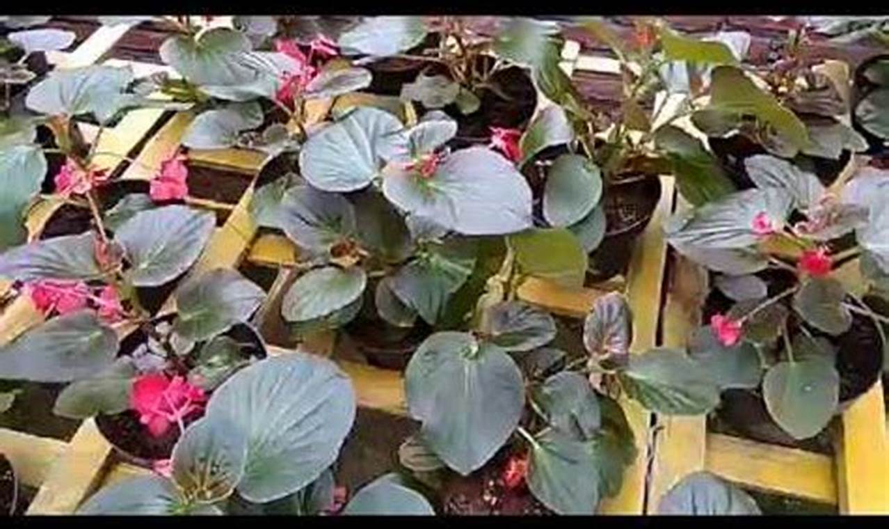 Rahasia Menanam Begonia di Pot, Dijamin Tumbuh Subur!