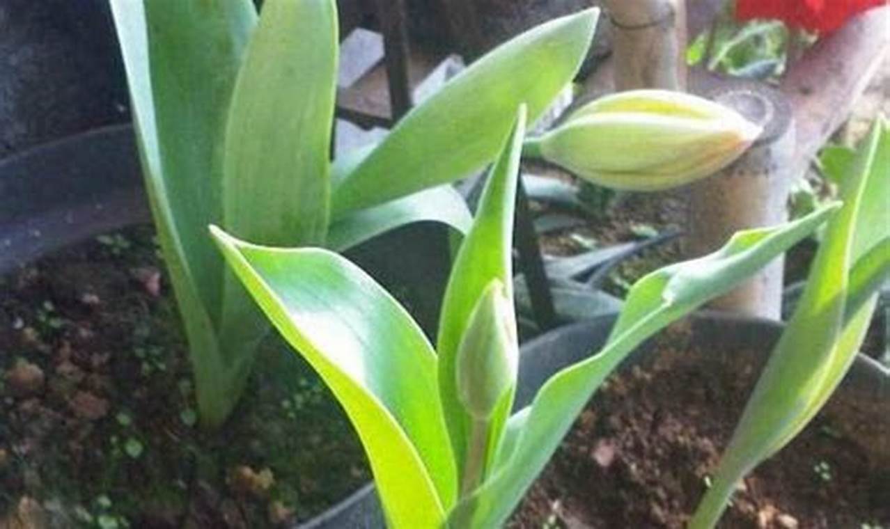 Rahasia Terungkap! Panduan Menanam Bunga Lili di Pot