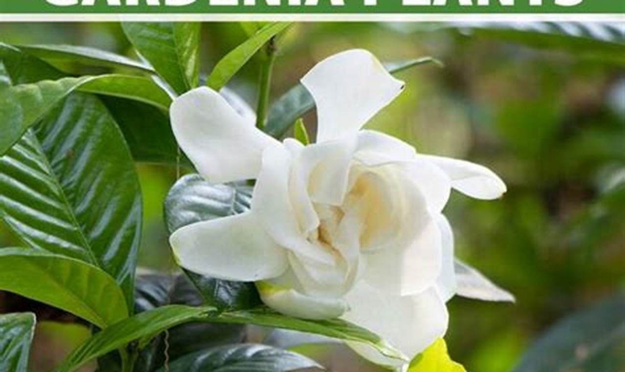 Rahasia Menanam Gardenia di Tanah: Panduan Lengkap untuk Bunga Harum nan Memikat