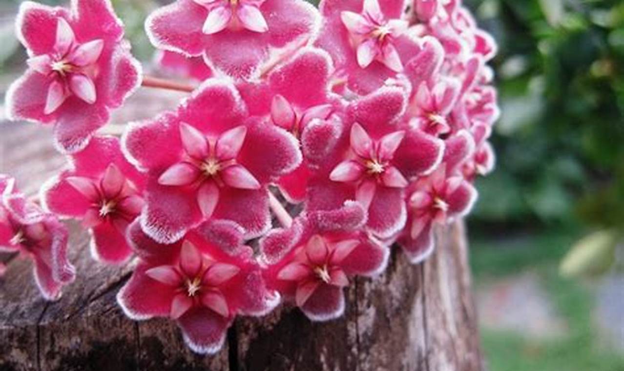 Rahasia Menanam Hoya di Pot: Temukan Bunga Spektakuler!