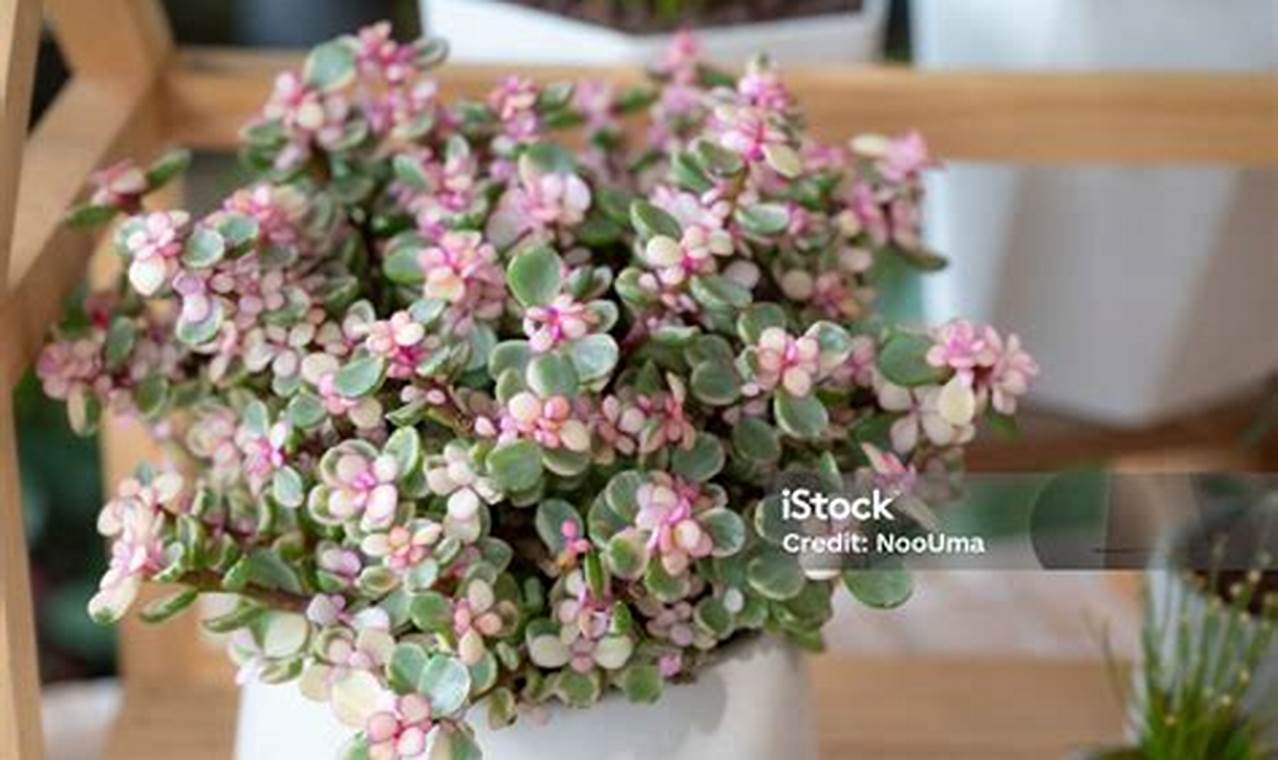 Rahasia Menanam Portulacaria di Dalam Pot Terungkap!