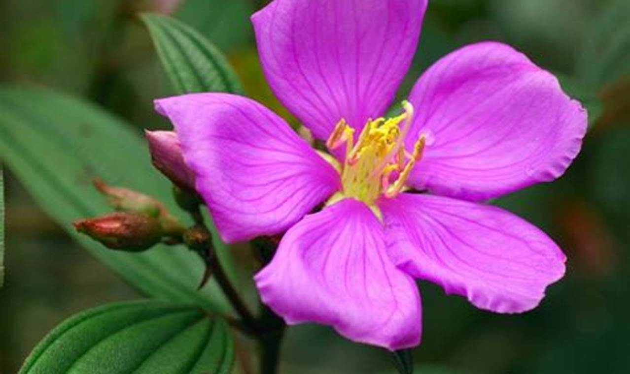 Rahasia Menanam Senggani Dalam Pot, Bunga Cantik yang Bermanfaat