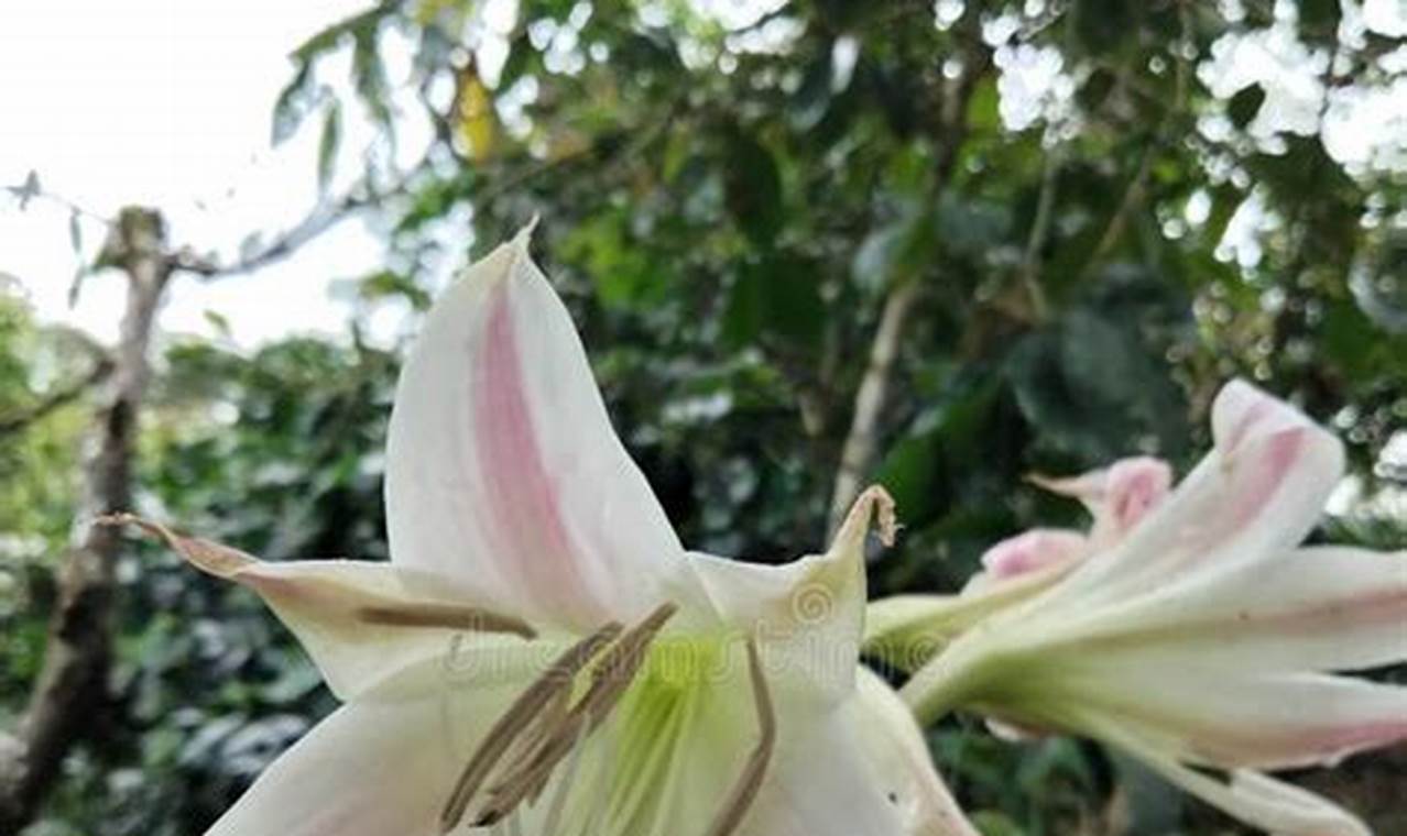 Rahasia Menanam Crinum latifolium di Pekarangan, Dijamin Indah dan Manfaat Berlimpah